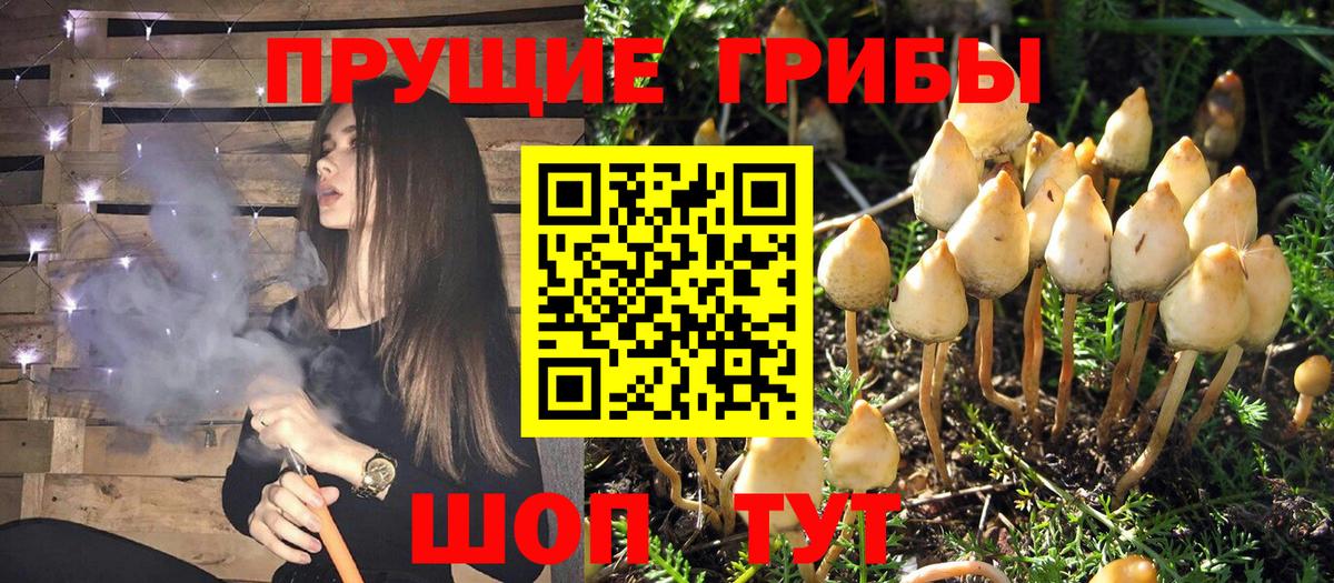 Отрадное  Галлюциногенные грибы Psilocybe  Вход с VPN 